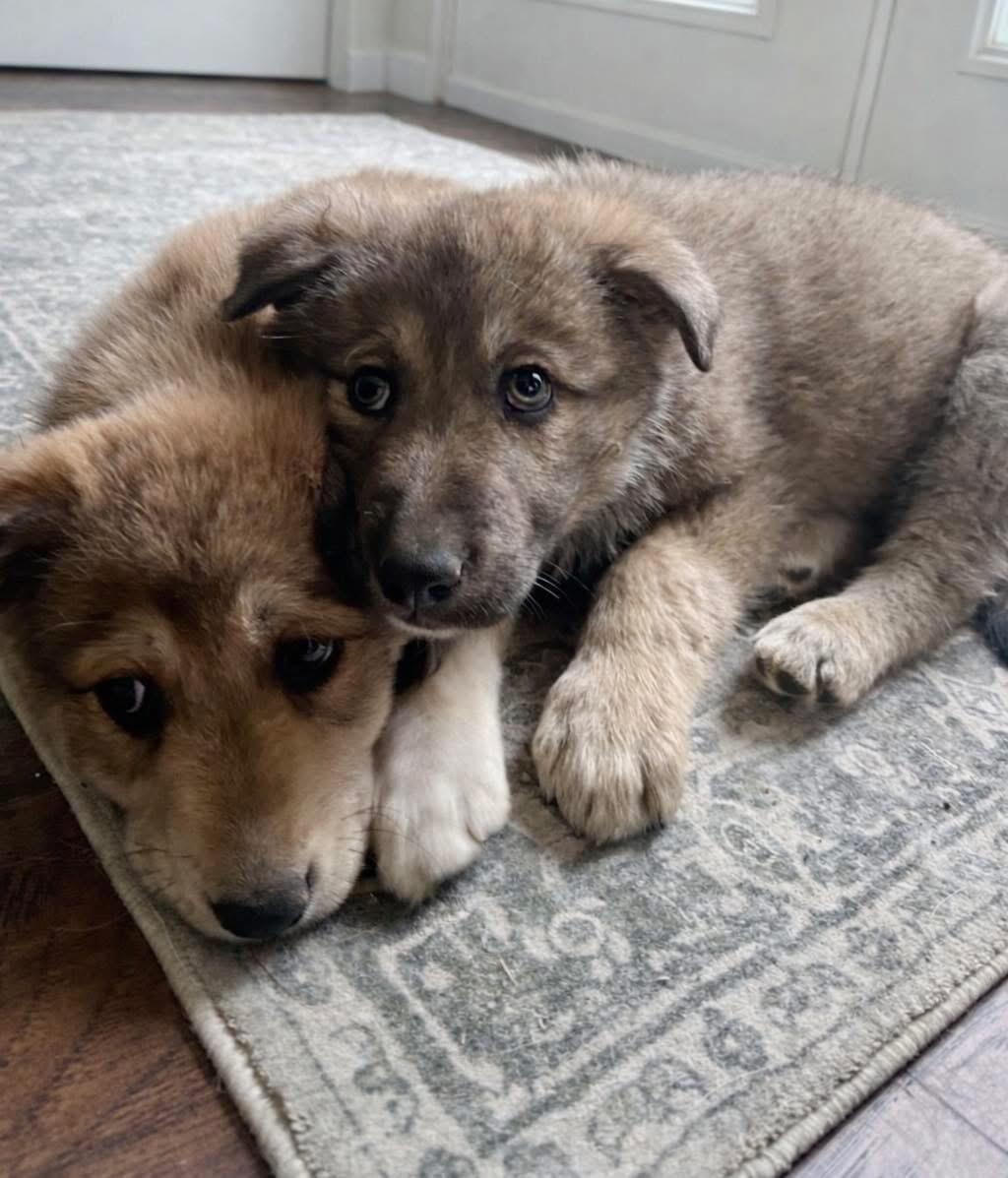 Enlarge Natty, a ADOPTABLE mixed breed in Jeffersonville, IN image 4/6