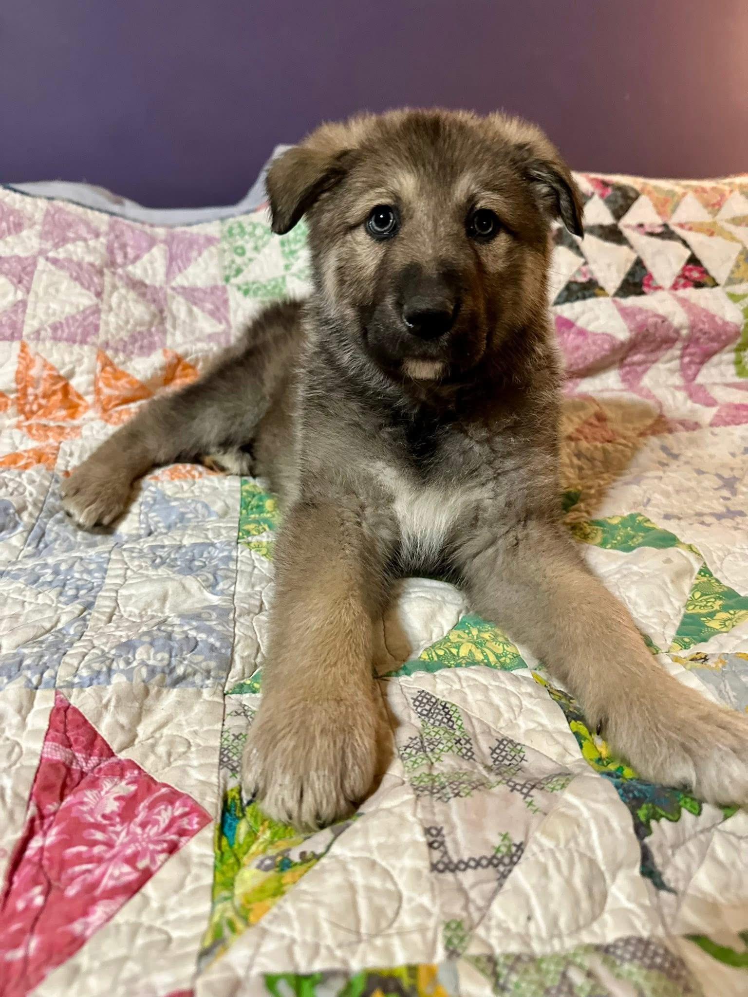 Natty, ADOPTABLE, Puppy Female German Shepherd Dog.