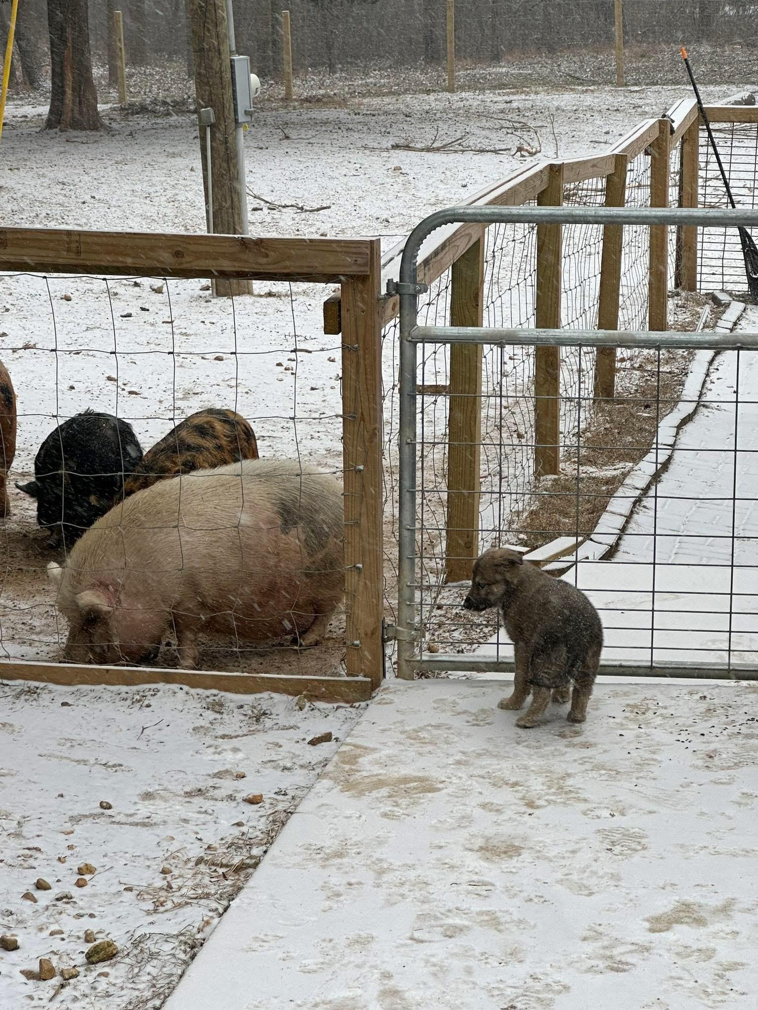 Enlarge Natty, a ADOPTABLE mixed breed in Jeffersonville, IN image 5/6