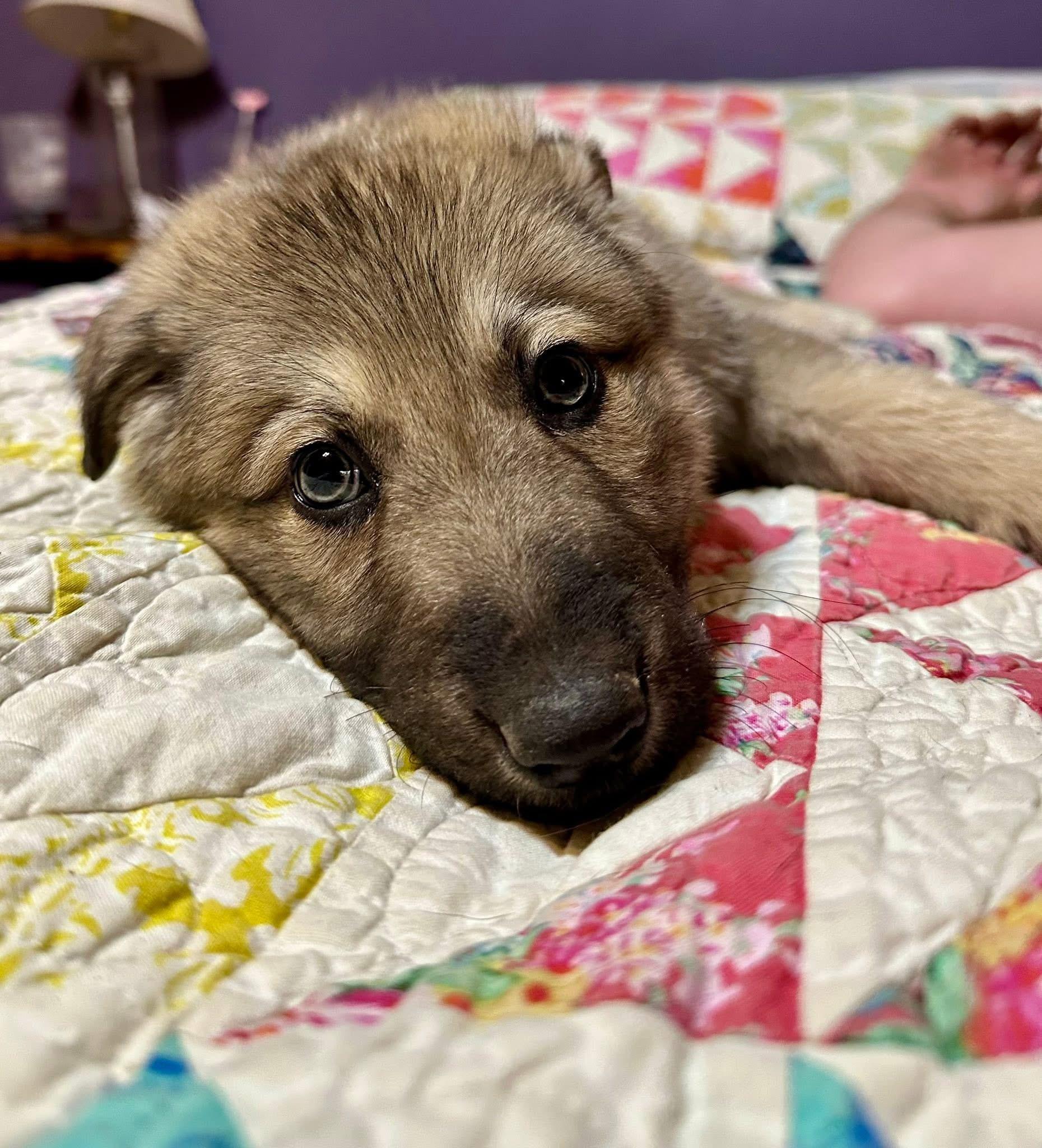 Enlarge Natty, a ADOPTABLE mixed breed in Jeffersonville, IN image 3/6