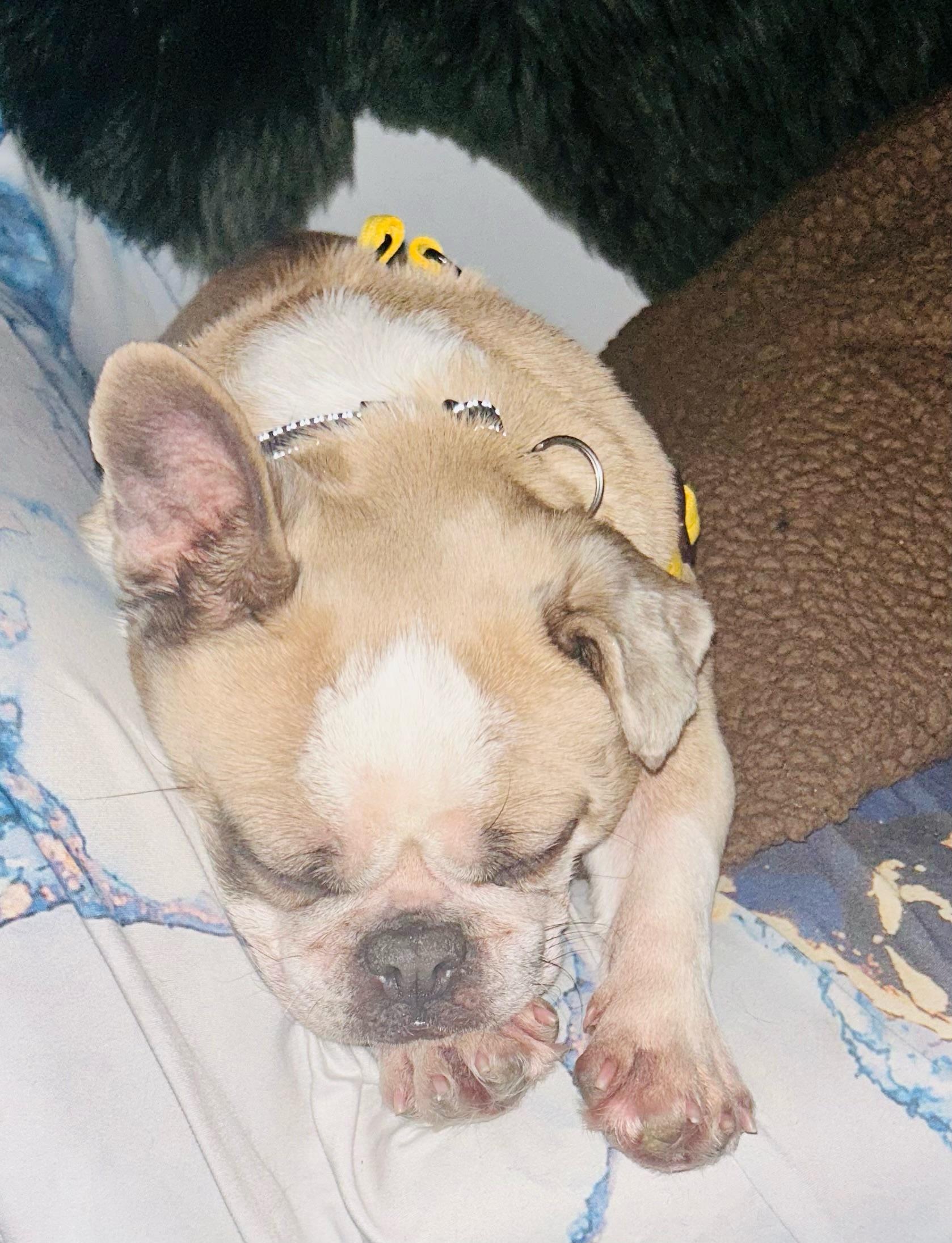 Enlarge Little Bee, a ADOPTABLE French Bulldog in Rancho Santa Fe, CA image 2/3