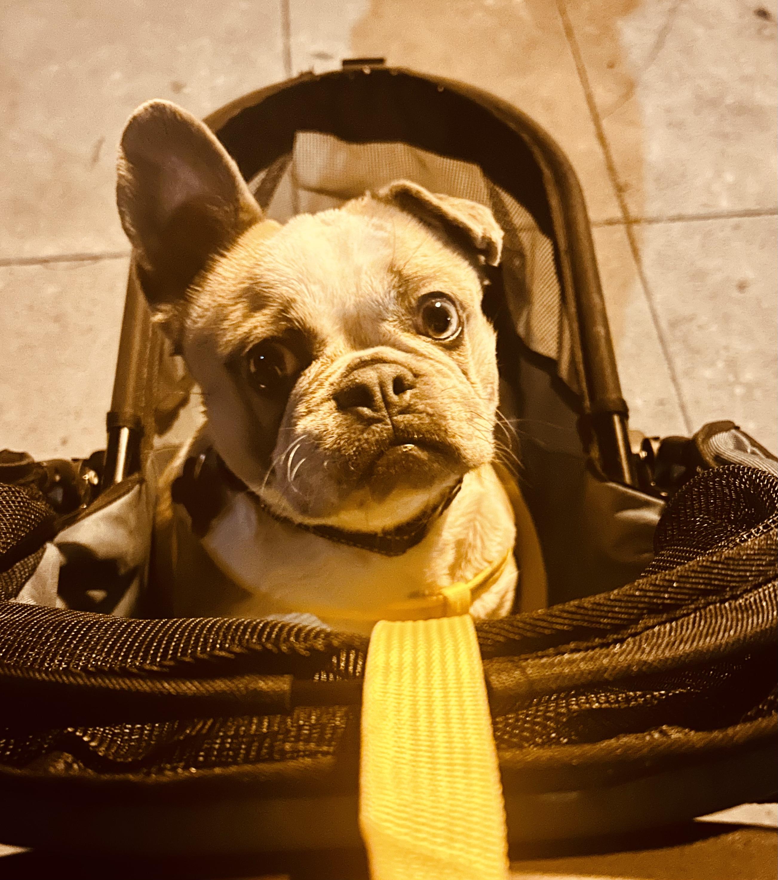 Enlarge Little Bee, a ADOPTABLE French Bulldog in Rancho Santa Fe, CA image 1/3