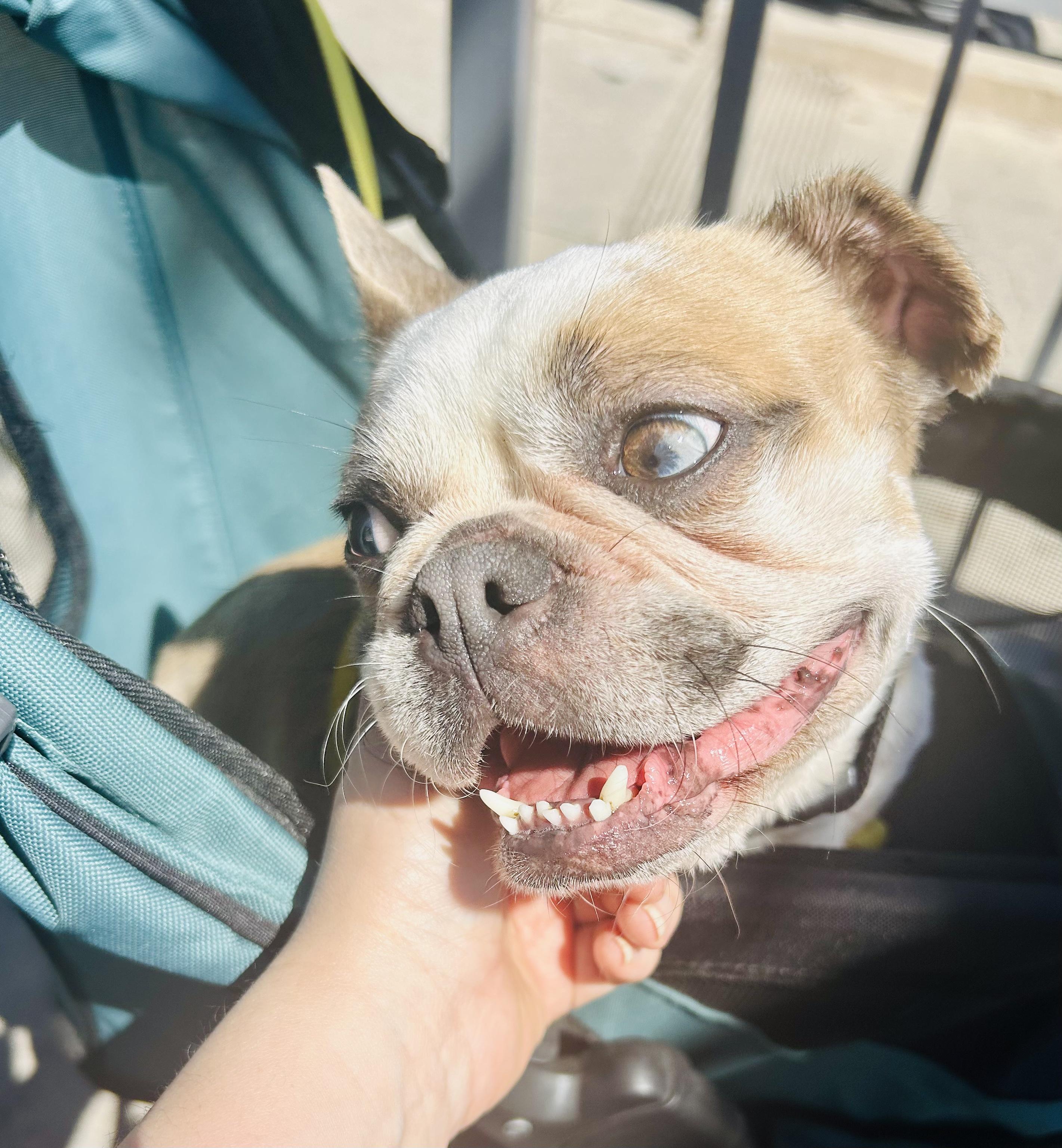 Enlarge Little Bee, a ADOPTABLE French Bulldog in Rancho Santa Fe, CA image 3/3