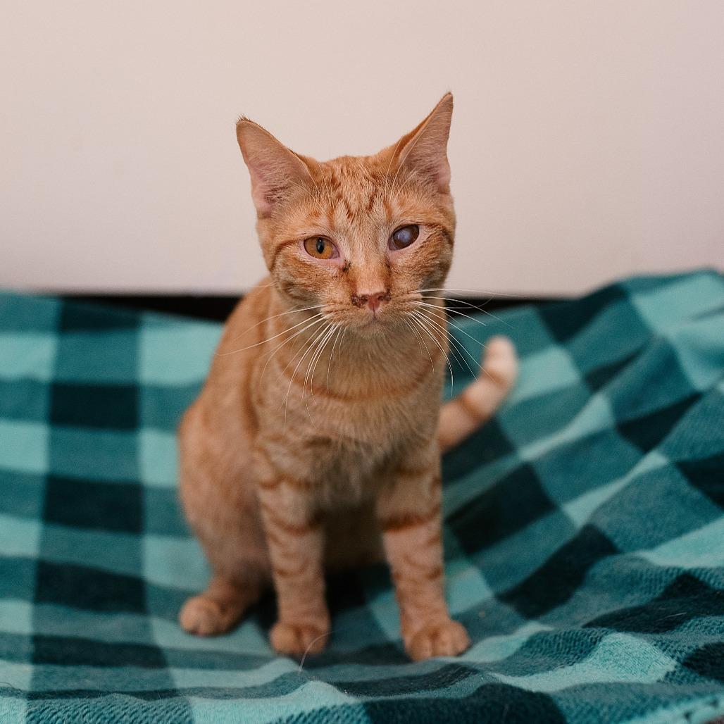 Stosh, Adoptable, Young Male Domestic Short Hair.