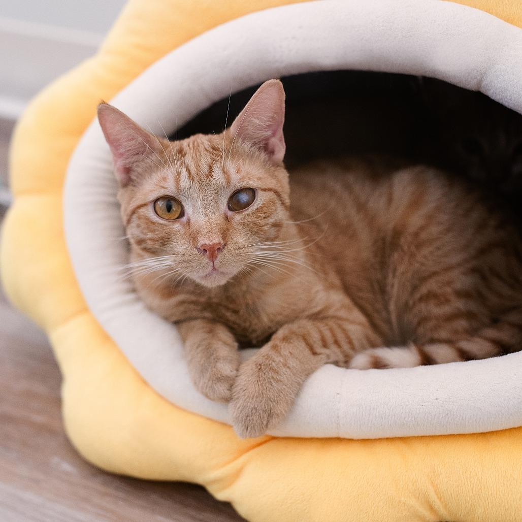Stosh, a Adoptable Domestic Short Hair in Chapel Hill, NC image 2/3