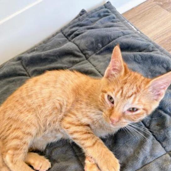 Enlarge Stosh, a Adoptable Domestic Short Hair in Chapel Hill, NC image 2/2