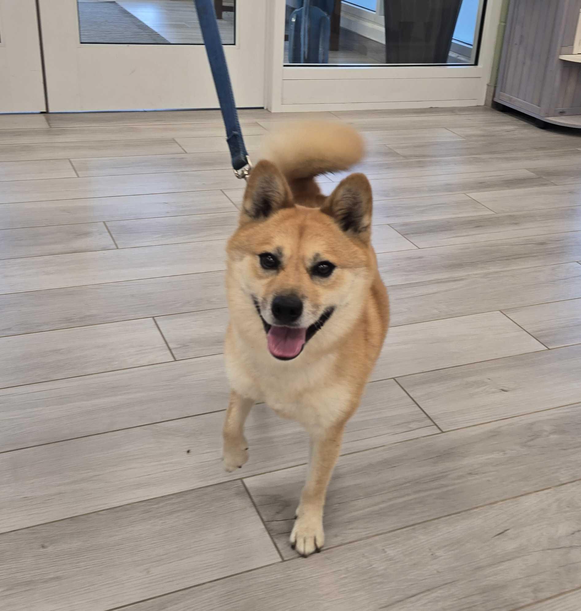 Jasper, adopted, Adult Male Shiba Inu & Pomeranian.