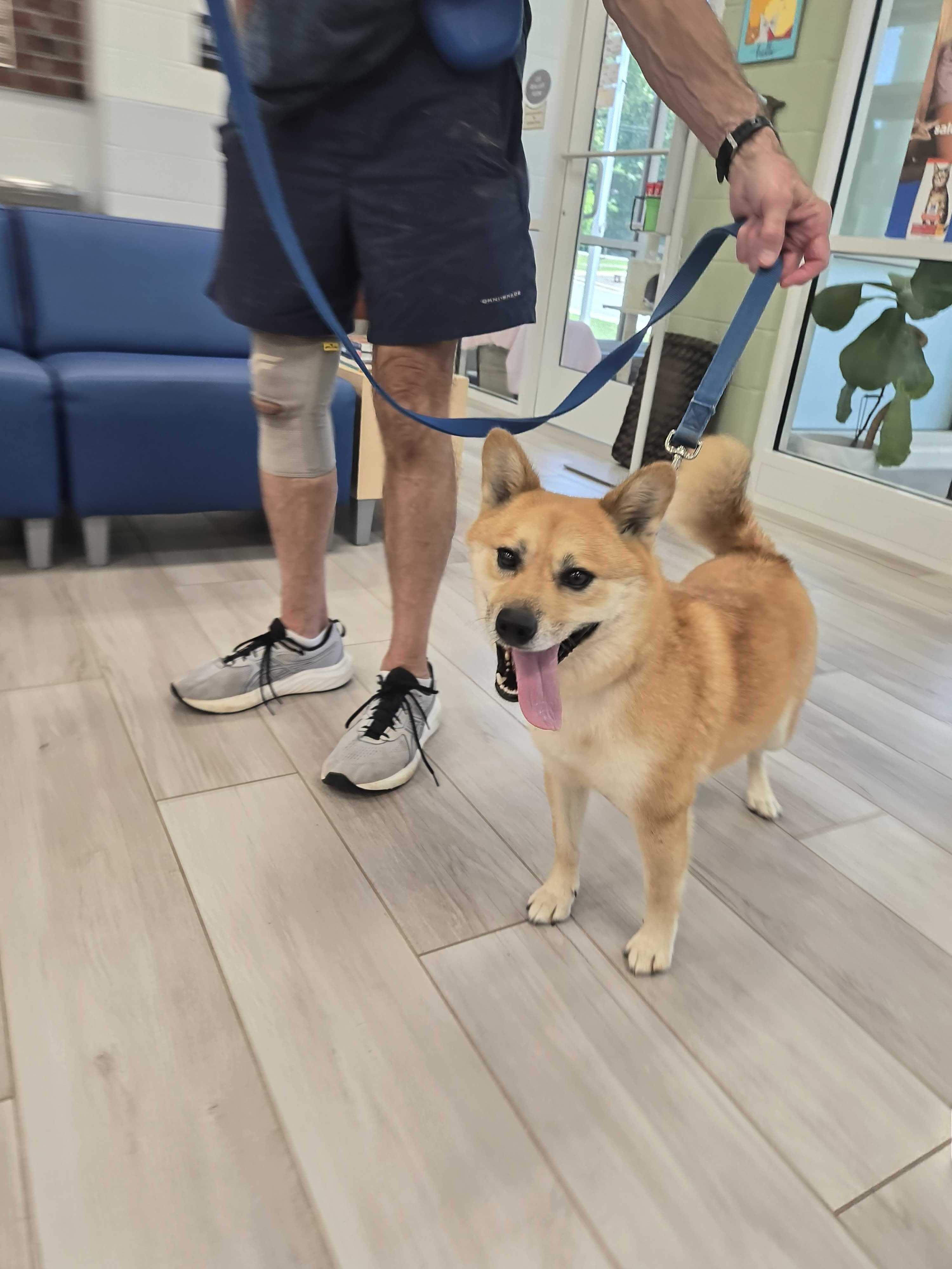 Jasper, an adopted mixed breed in Maidens, VA image 5/6