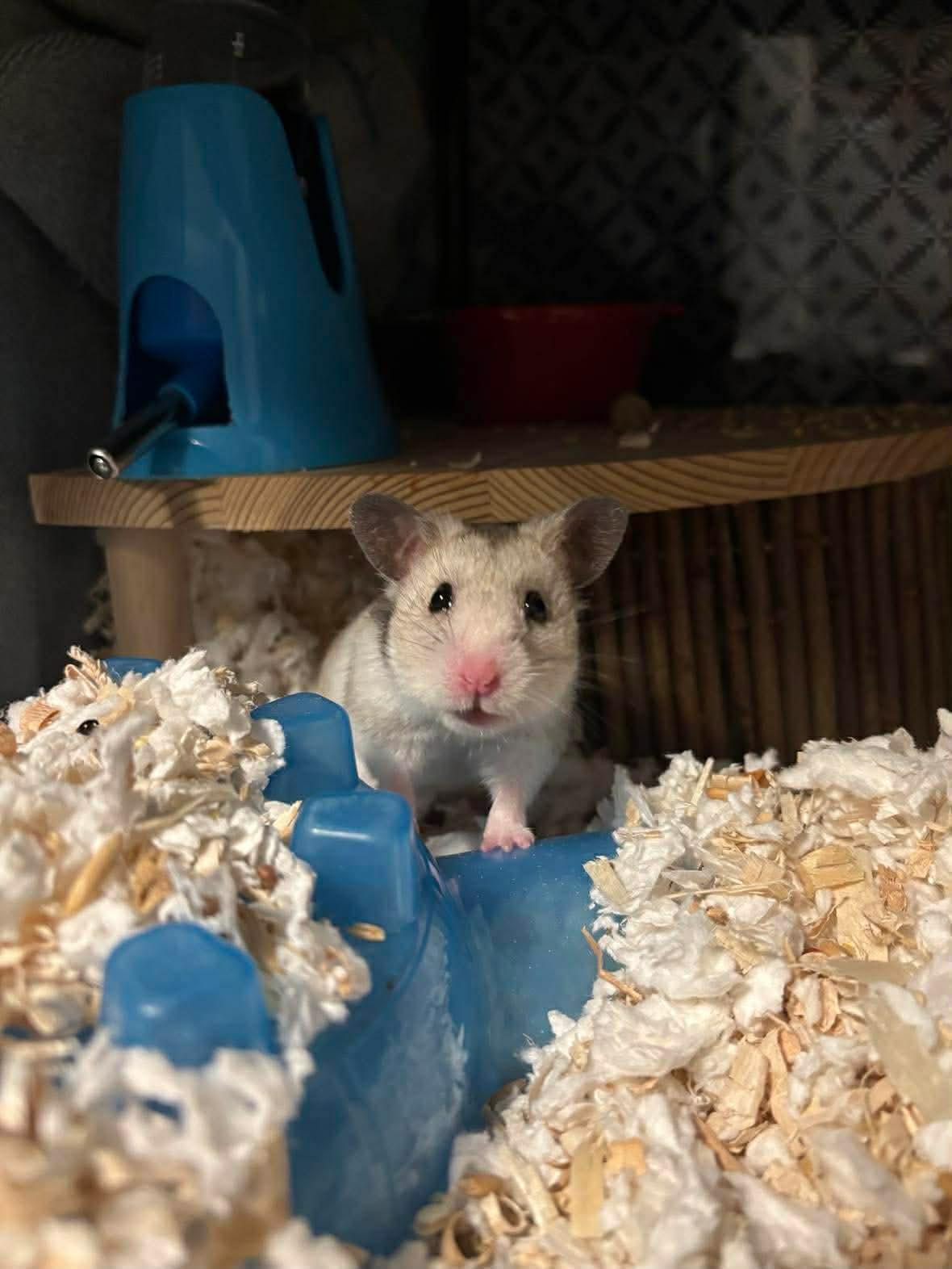 Opal, Adoptable, Young Female Hamster.