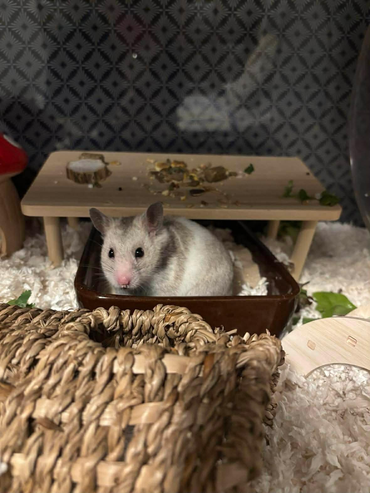 Enlarge Opal, a Adoptable Hamster in Springfield, OR image 2/3