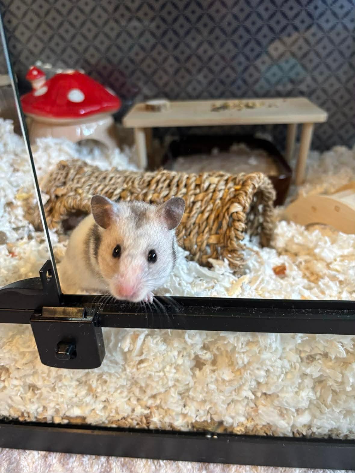 Enlarge Opal, a Adoptable Hamster in Springfield, OR image 3/3