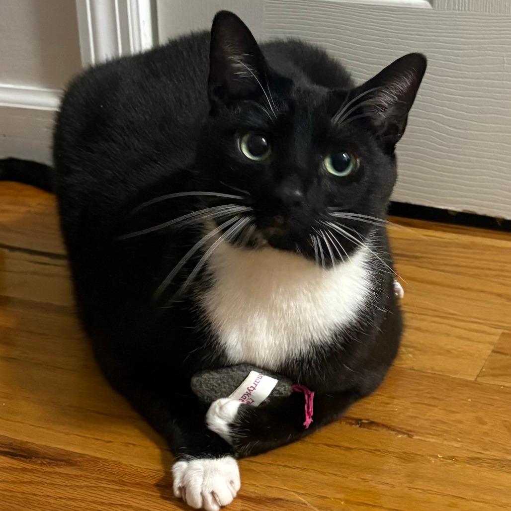 Enlarge Domingo, a Adoptable Domestic Short Hair in Staten Island, NY image 1/5