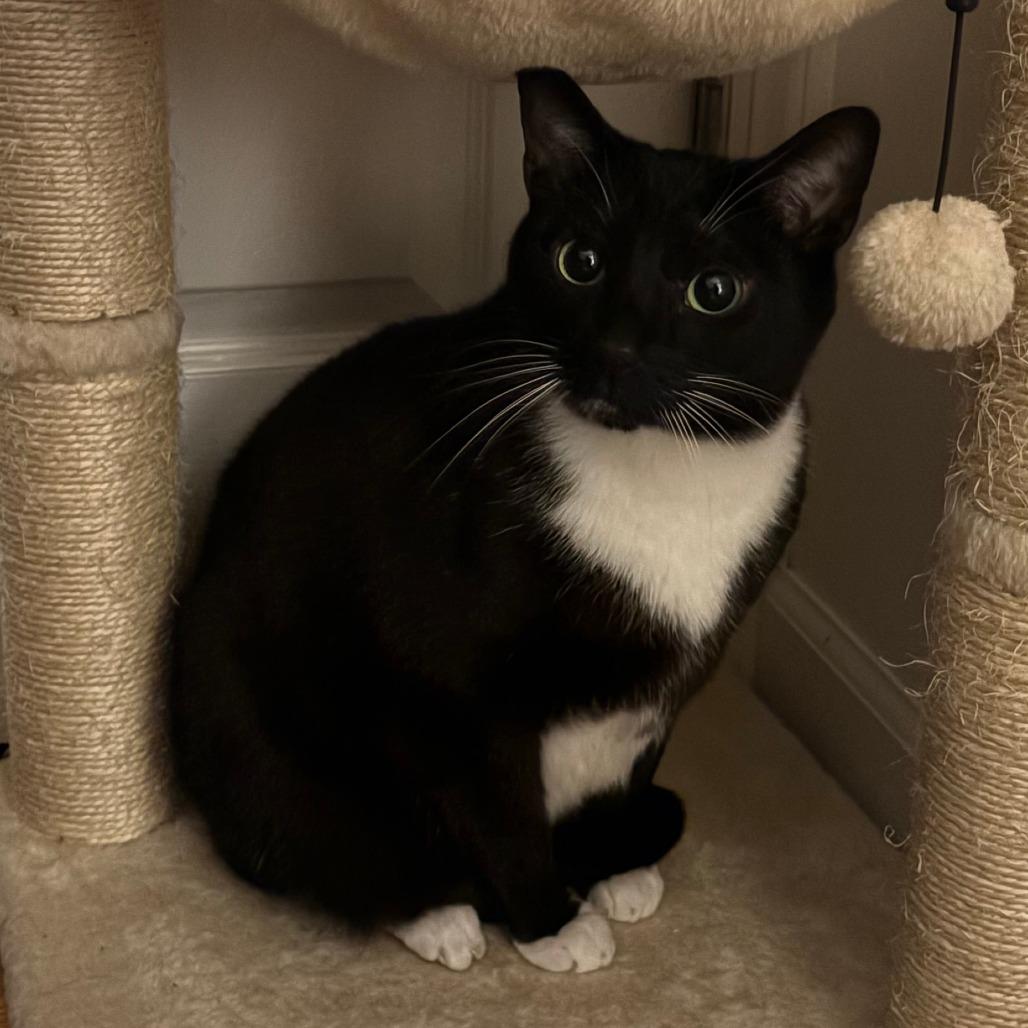 Enlarge Domingo, a Adoptable Domestic Short Hair in Staten Island, NY image 2/5