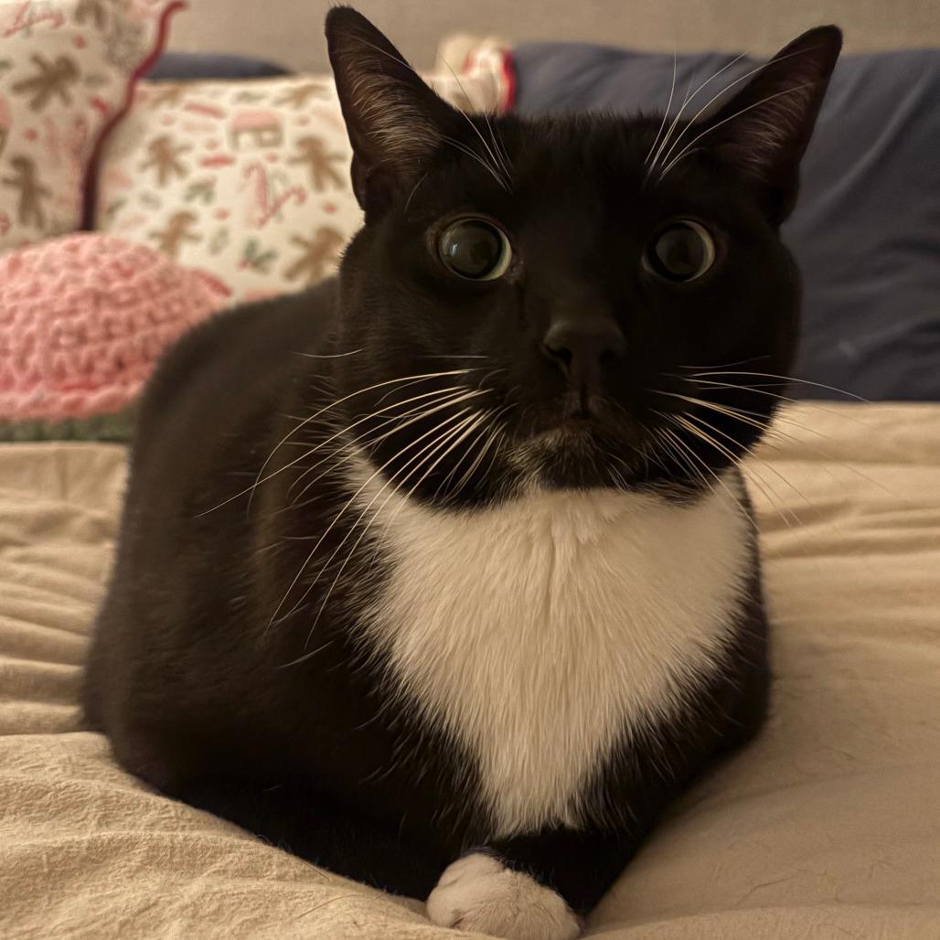 Enlarge Domingo, a Adoptable Domestic Short Hair in Staten Island, NY image 3/5