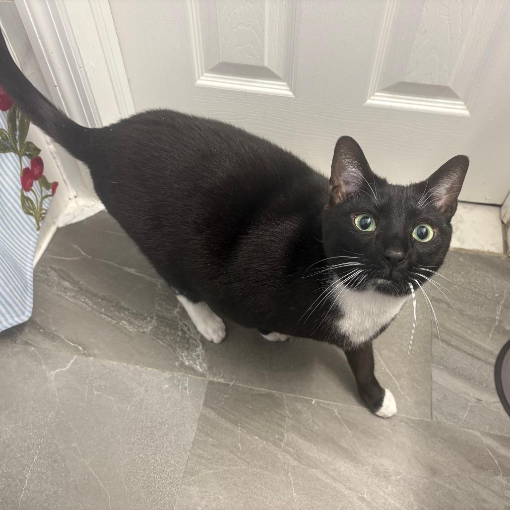 Enlarge Domingo, a Adoptable Domestic Short Hair in Staten Island, NY image 4/5