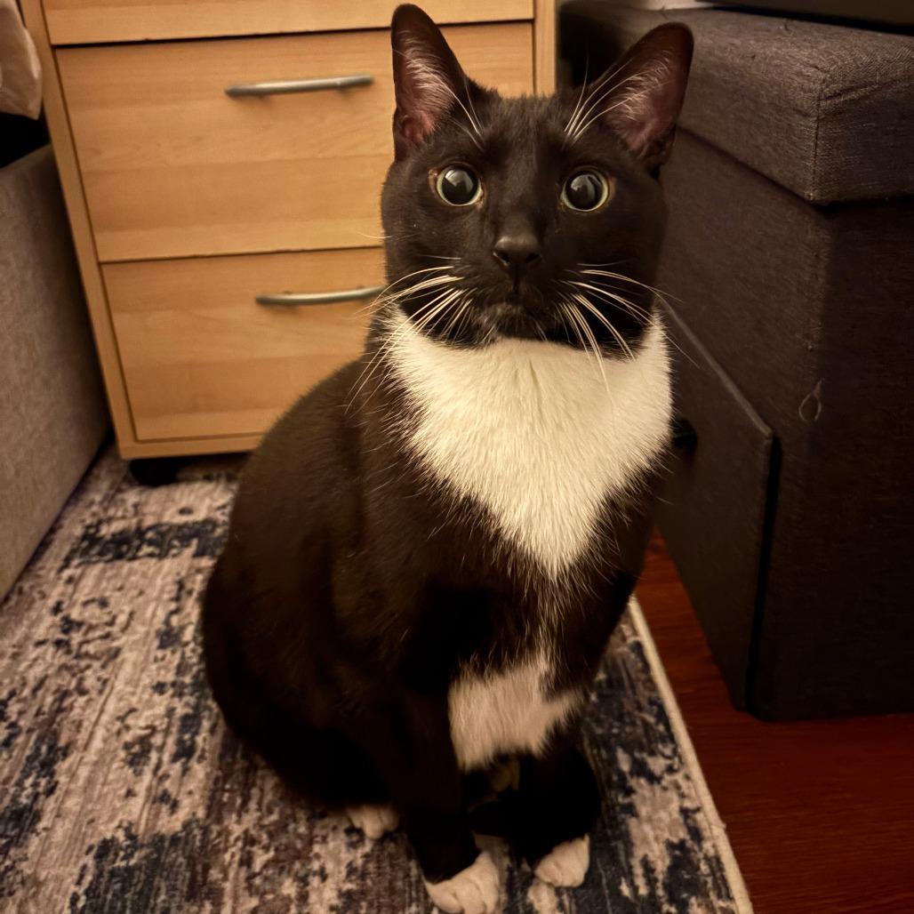 Enlarge Domingo, a Adoptable Domestic Short Hair in Staten Island, NY image 5/5