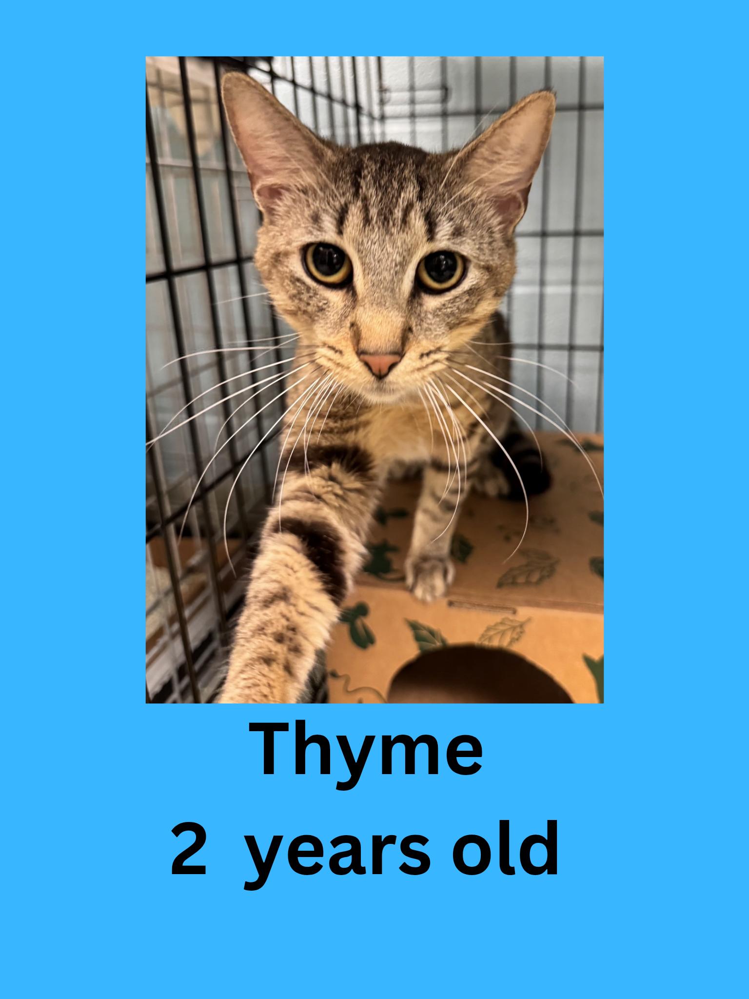 Thyme, ADOPTABLE, Adult Male Domestic Short Hair.