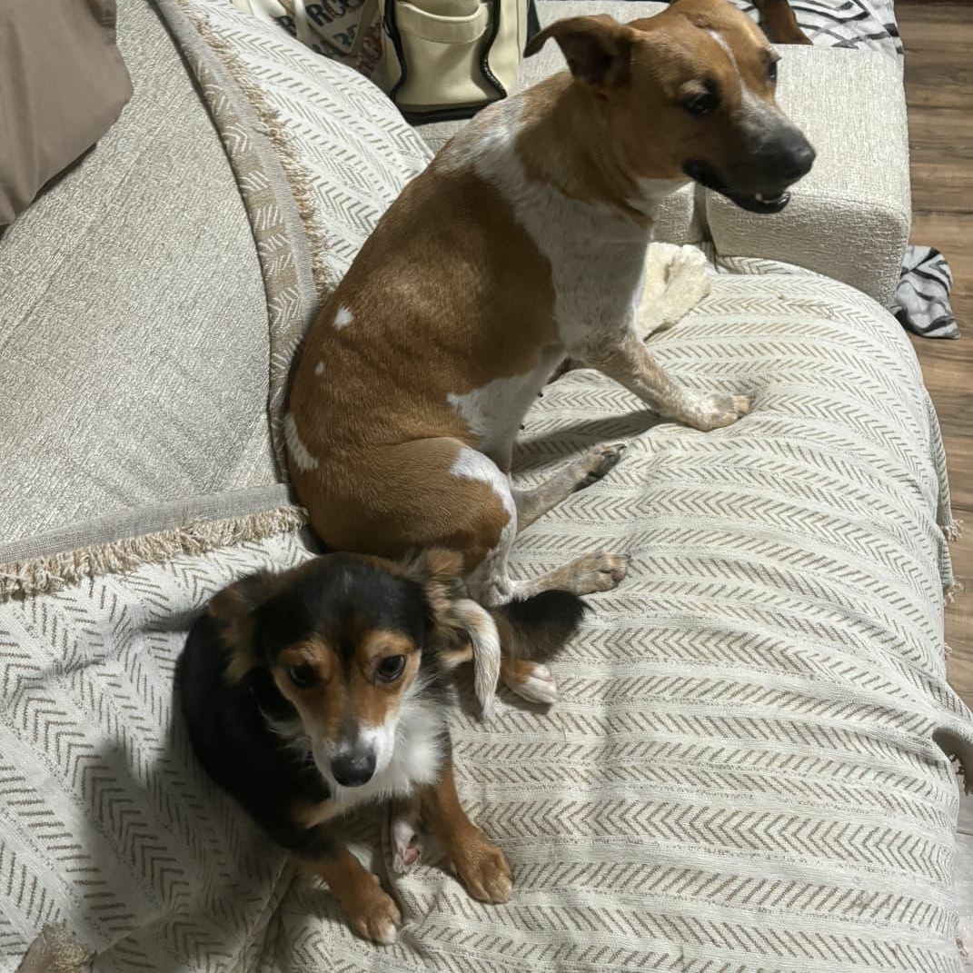 Dobby, an adopted mixed breed in Yonkers, NY image 5/6