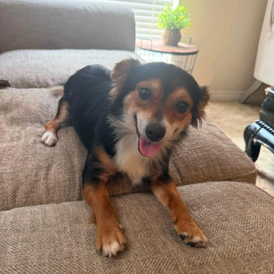 Dobby, adopted, Young Male Papillon.