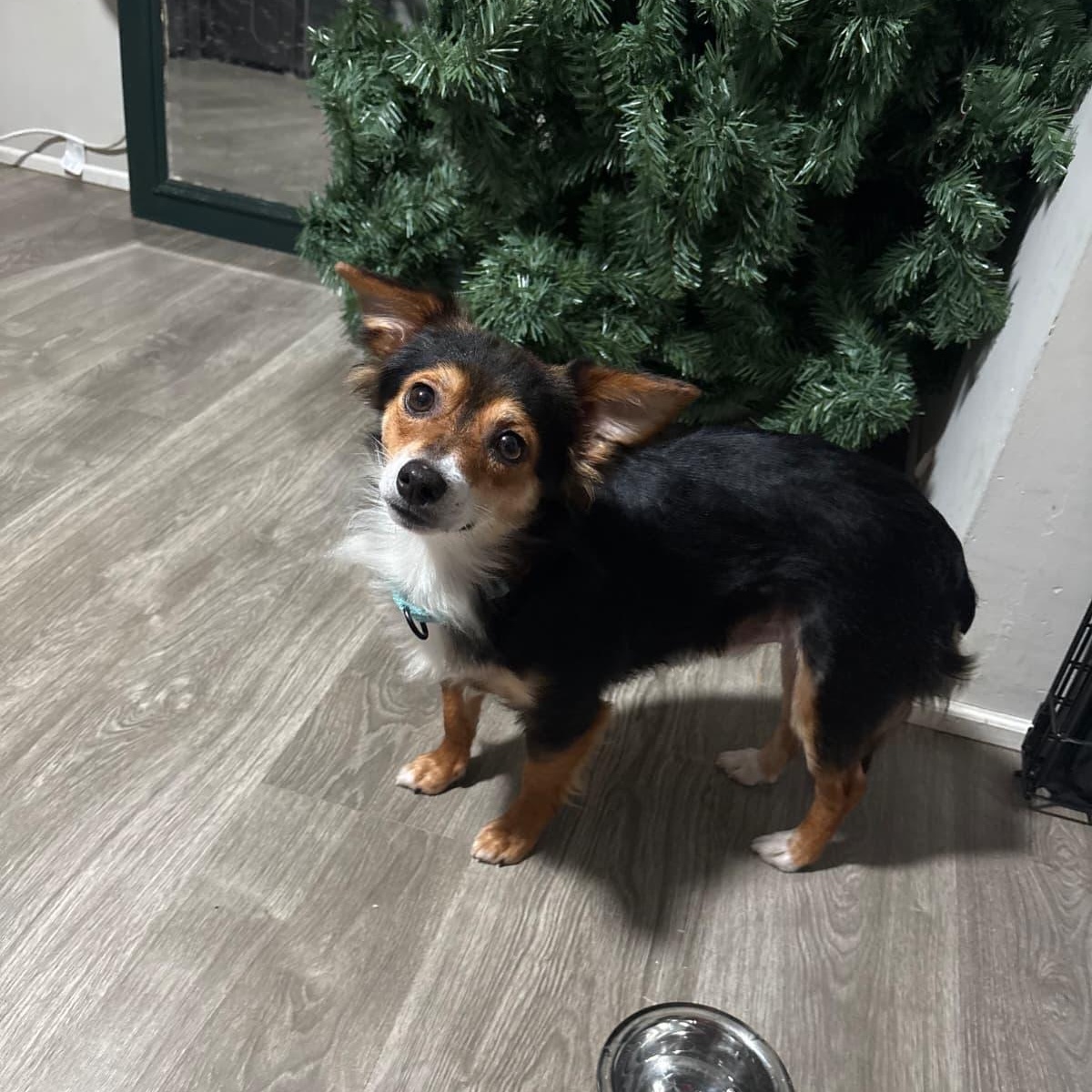 Dobby, an adopted mixed breed in Yonkers, NY image 4/6