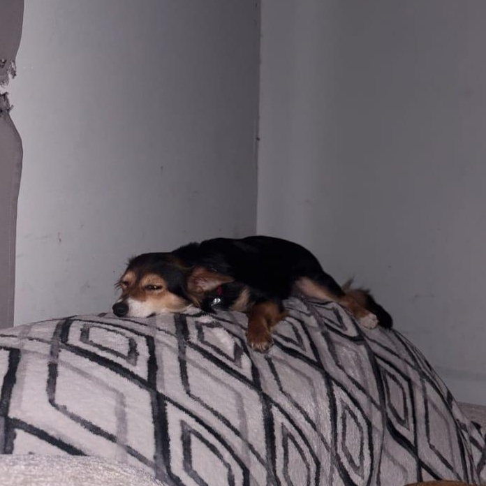 Dobby, an adopted mixed breed in Yonkers, NY image 2/6