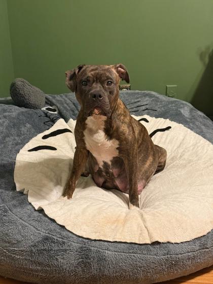 Enlarge Labubu, a Adoptable mixed breed in Savannah, GA image 1/2