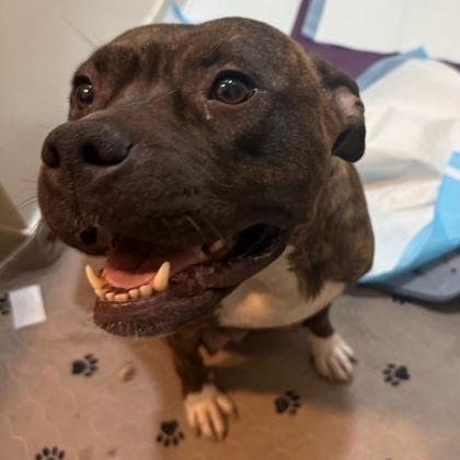 Labubu, Adoptable, Adult Female American Bulldog & Mixed Breed.