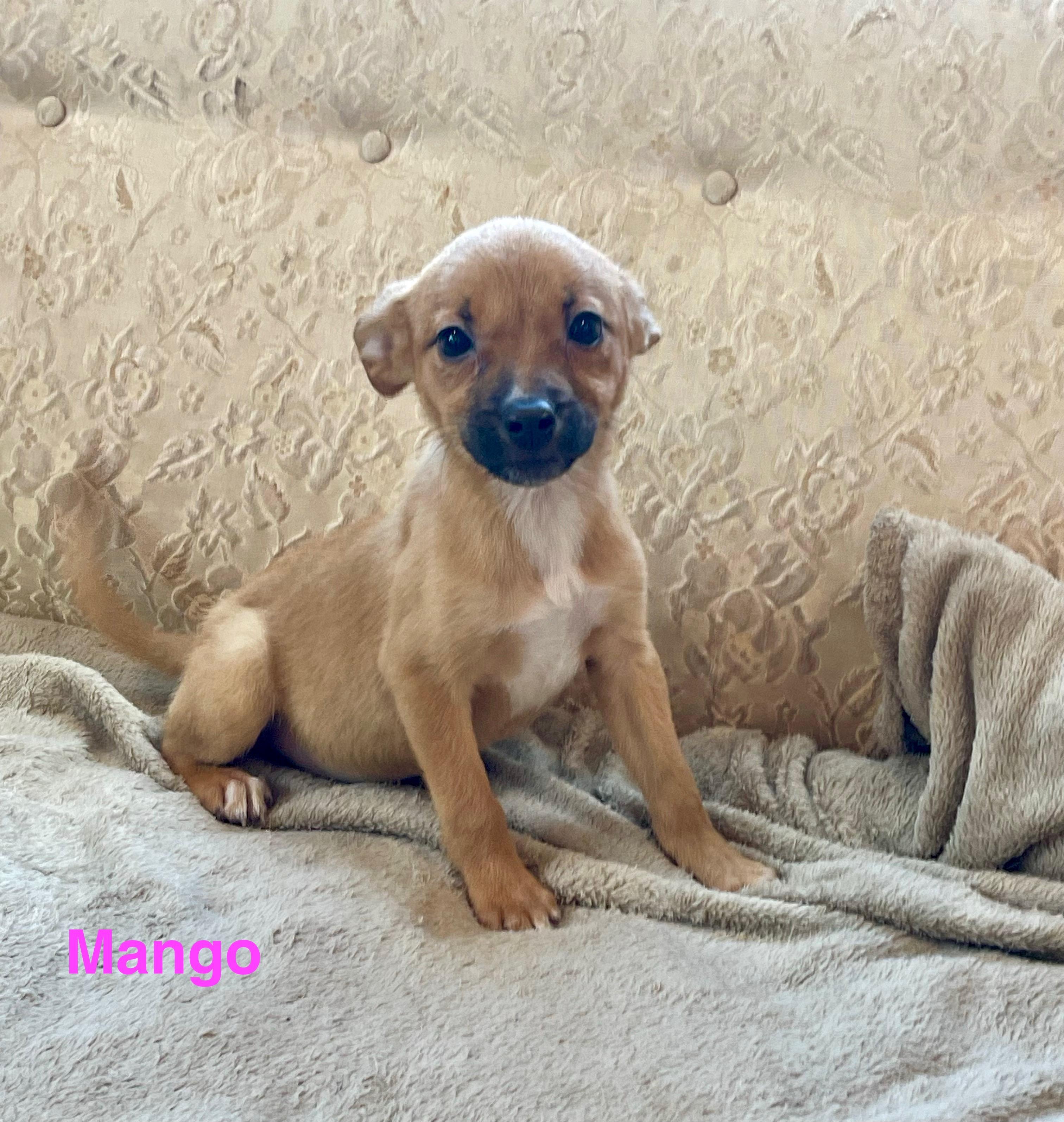 Mango