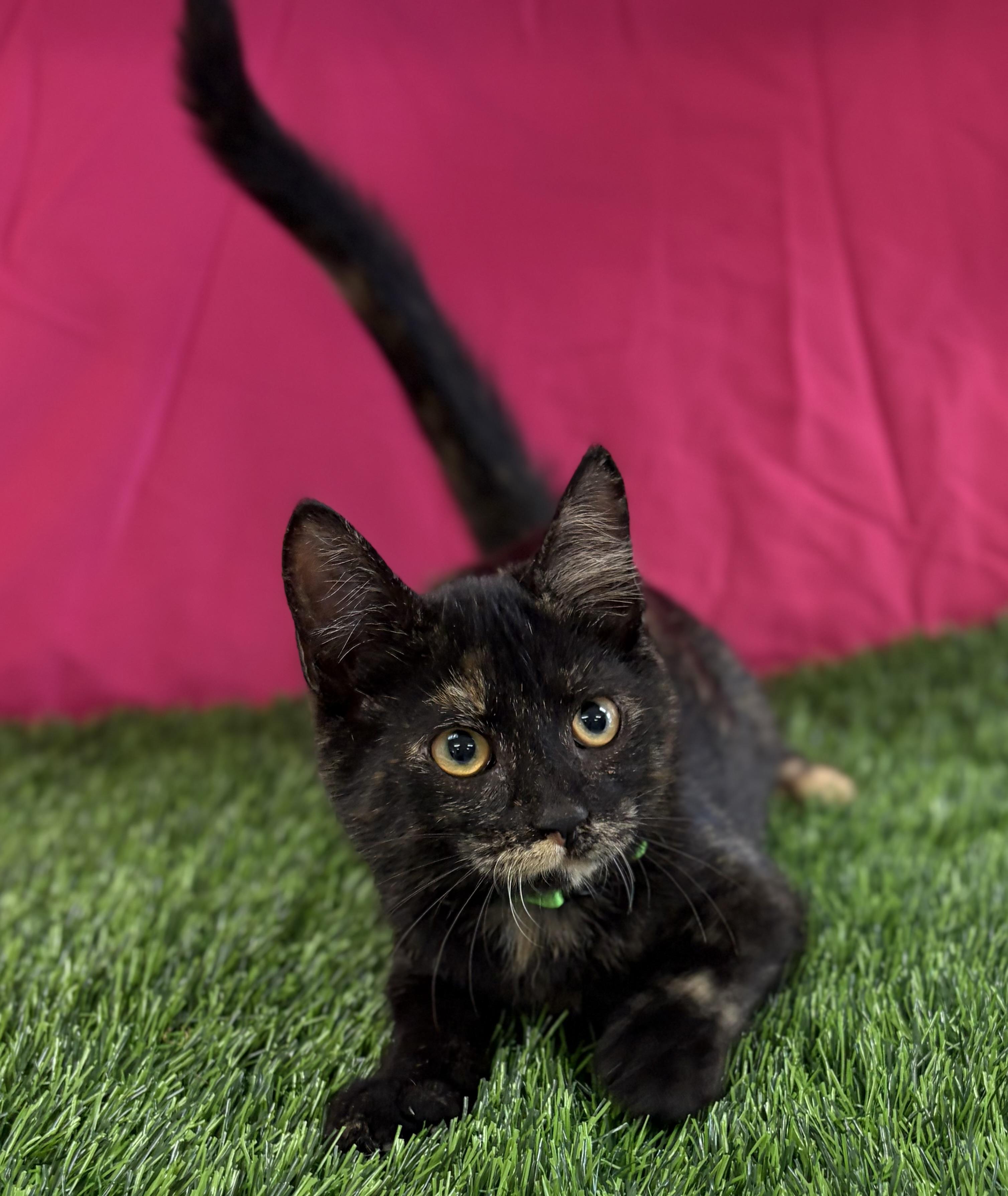 Enlarge Buttercup, an adoptable Domestic Short Hair in Bardstown, KY image 2/6