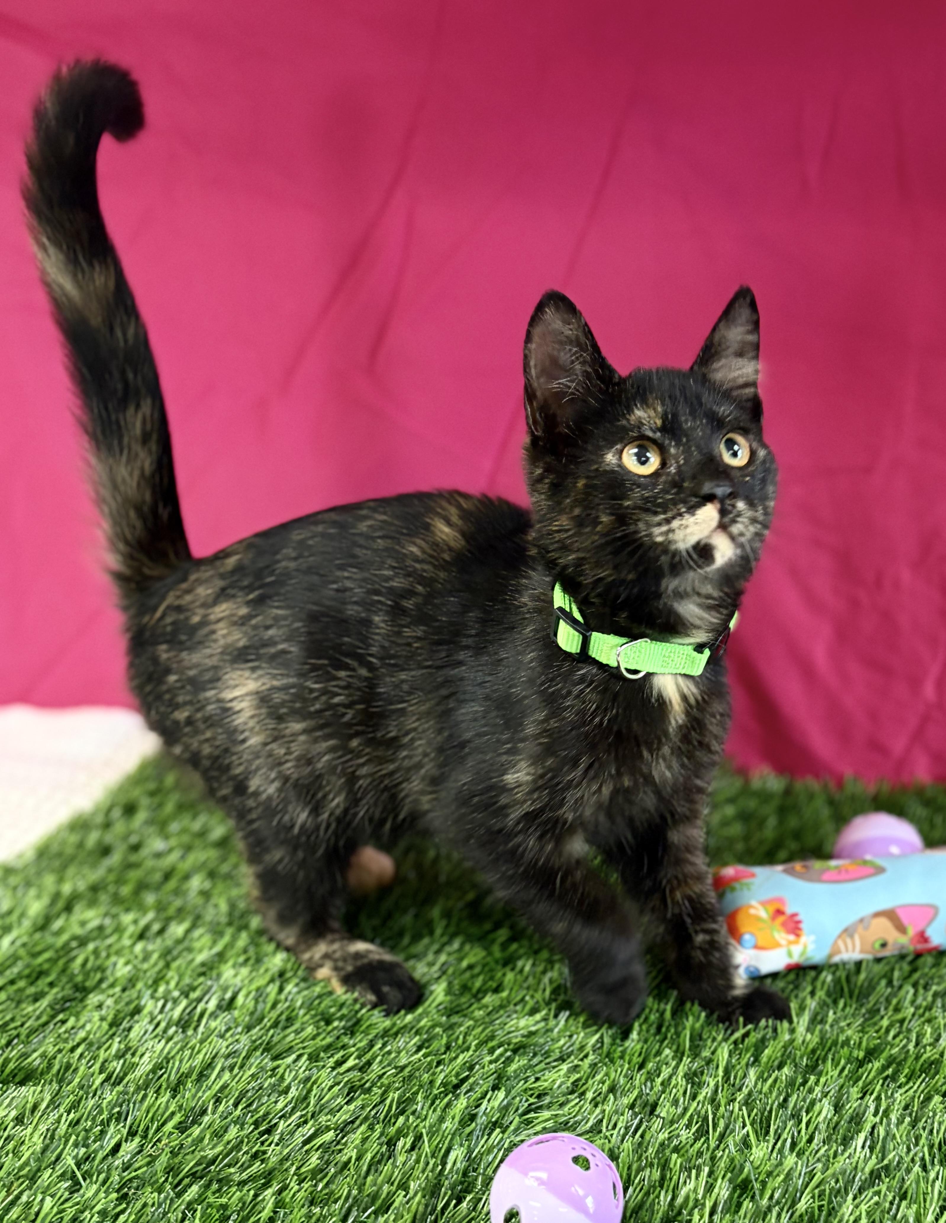 Enlarge Buttercup, an adoptable Domestic Short Hair in Bardstown, KY image 4/6