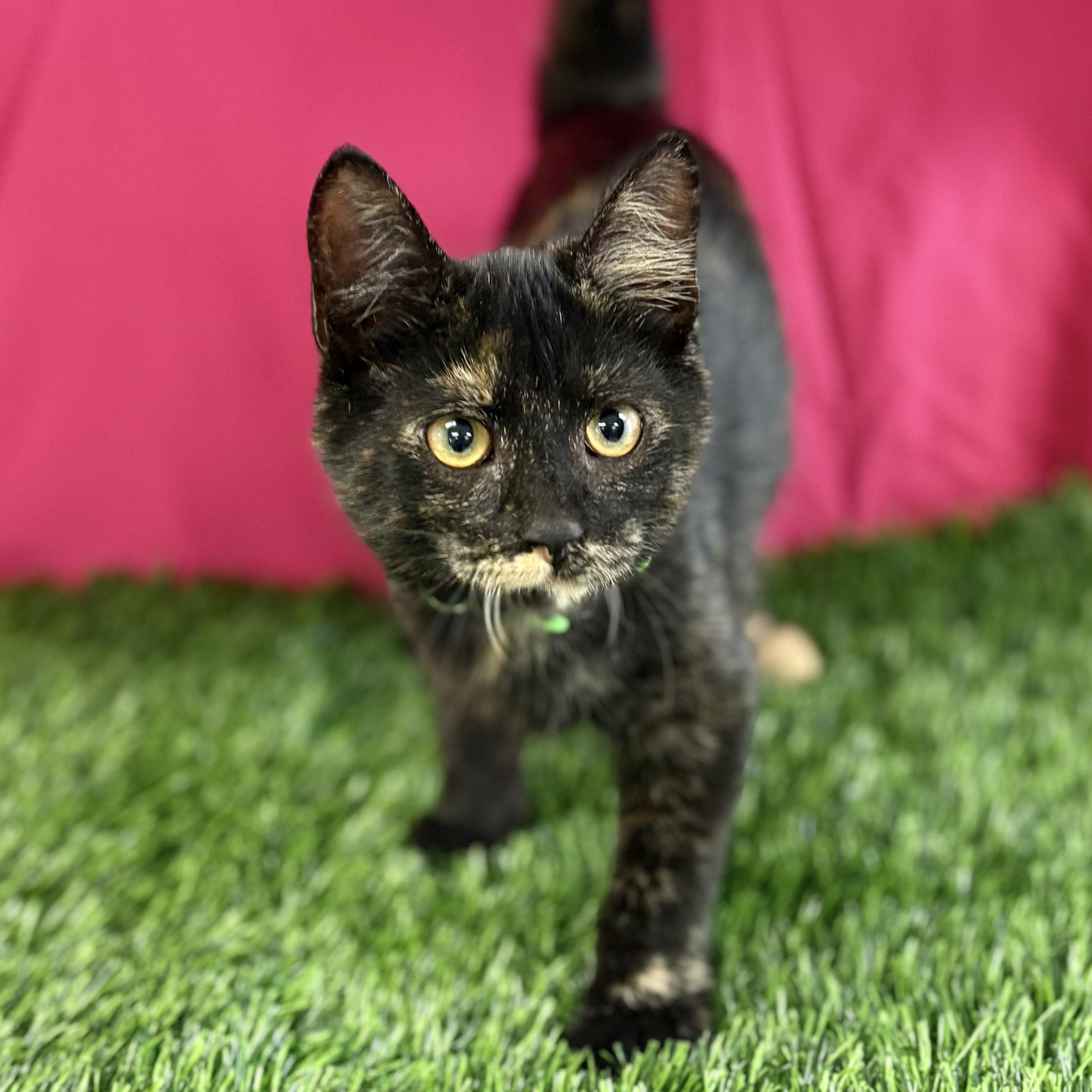 Buttercup, adoptable, Kitten Female Domestic Short Hair.