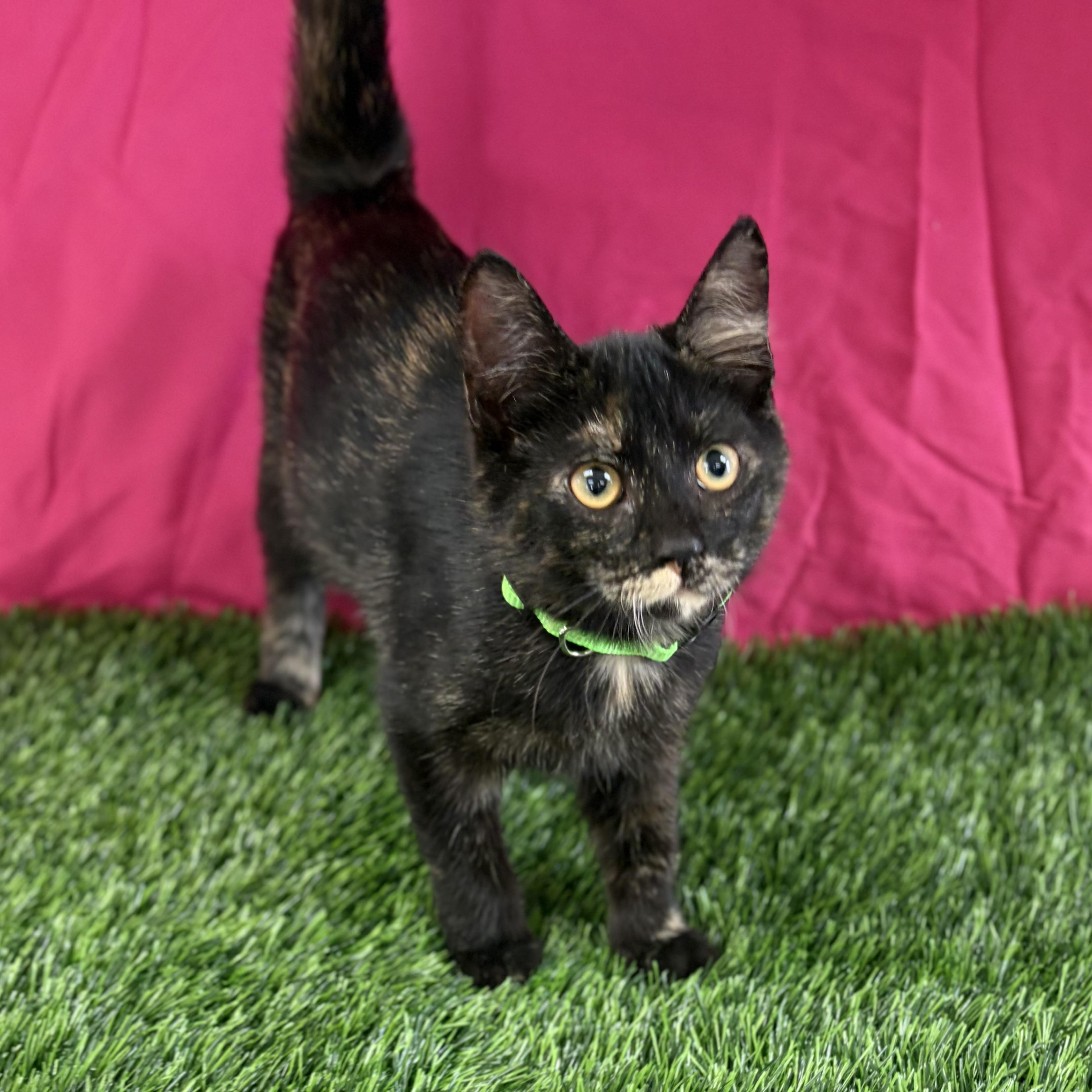 Enlarge Buttercup, an adoptable Domestic Short Hair in Bardstown, KY image 3/6