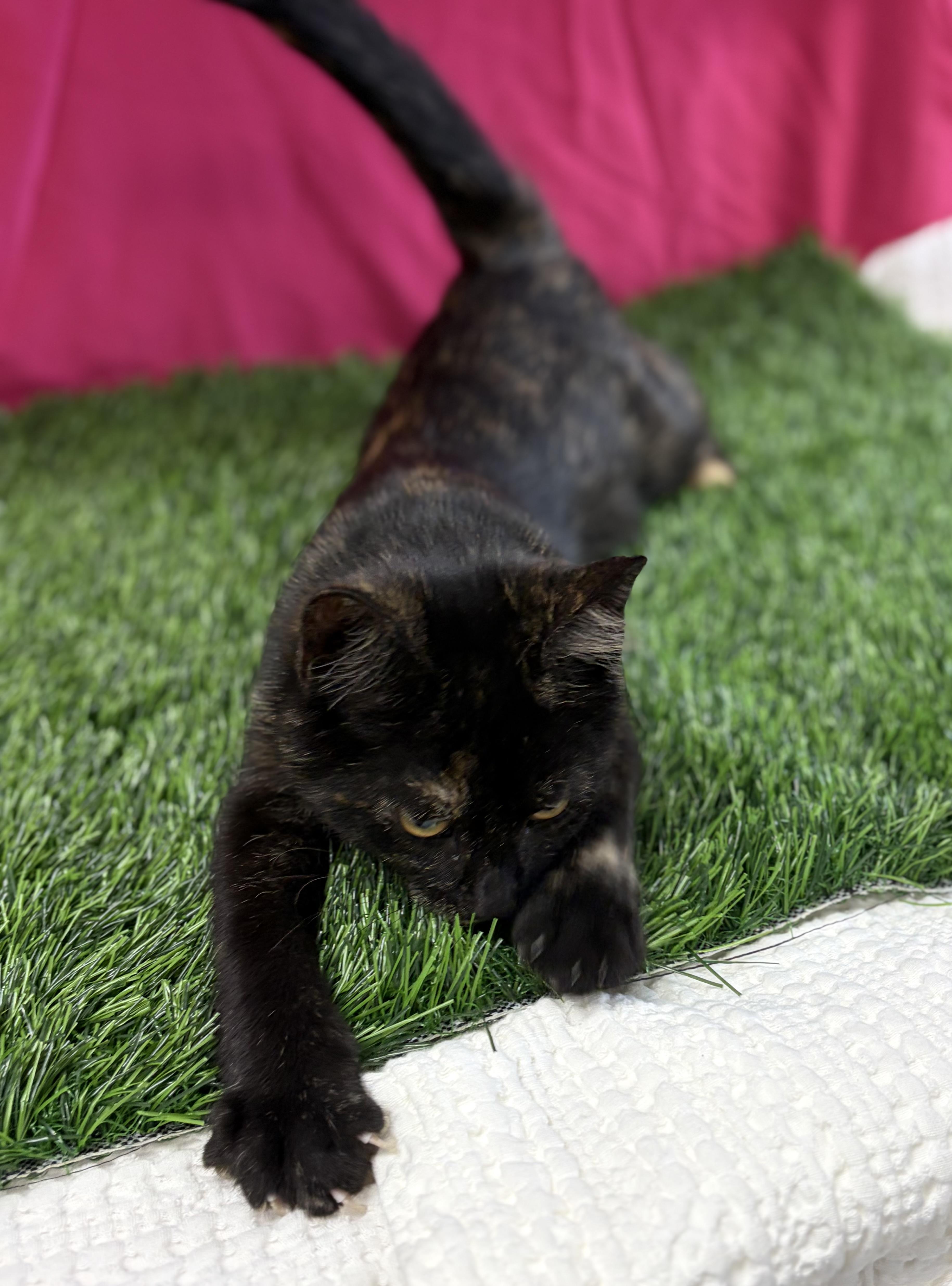 Enlarge Buttercup, an adoptable Domestic Short Hair in Bardstown, KY image 6/6