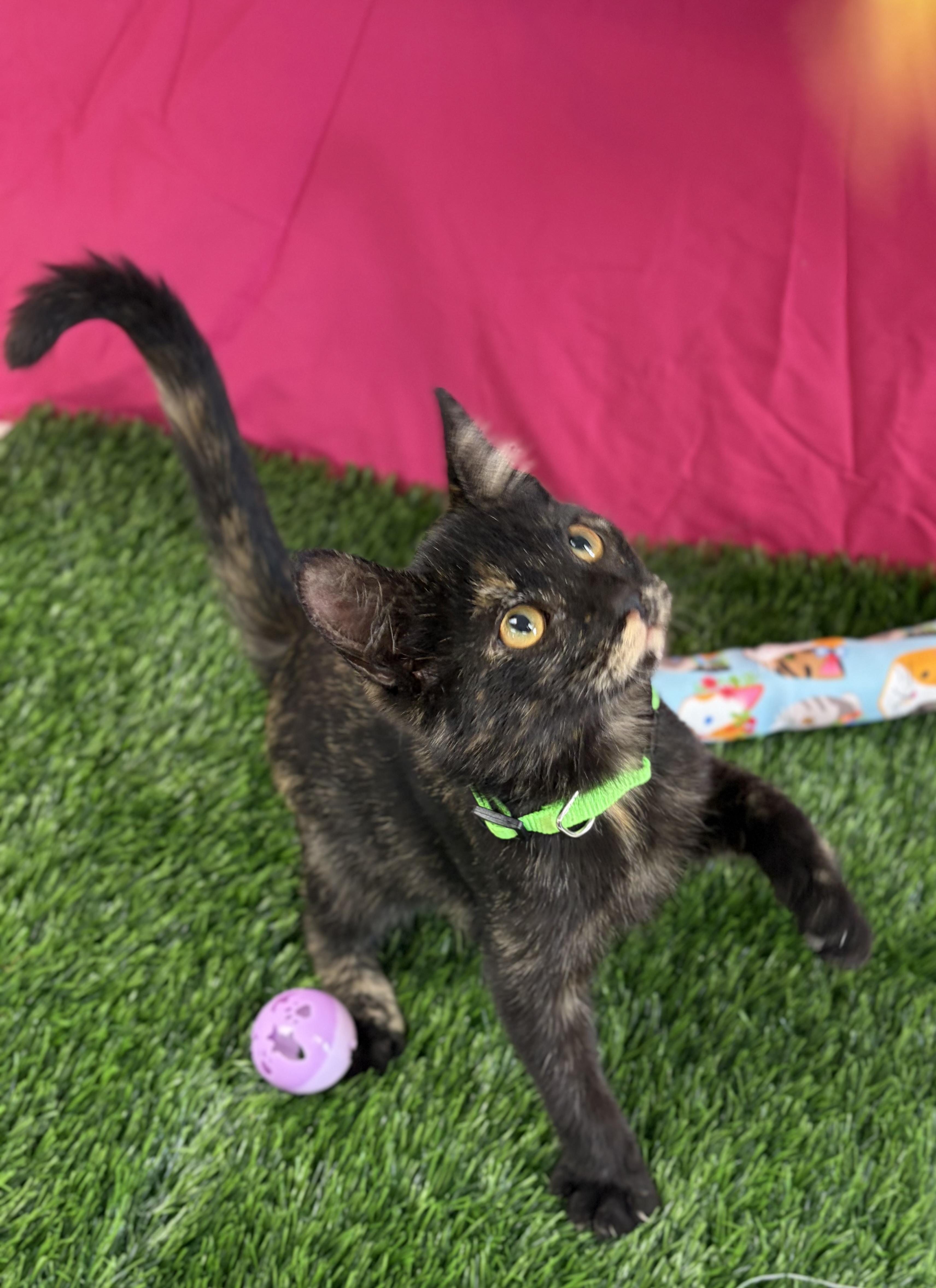 Enlarge Buttercup, an adoptable Domestic Short Hair in Bardstown, KY image 5/6