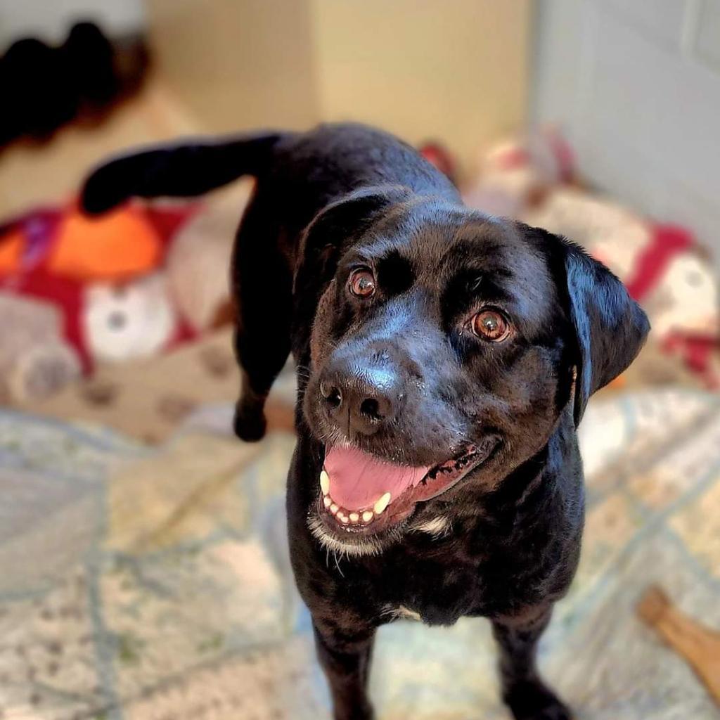 Enlarge Audie, a Adoptable mixed breed in Lexington, SC image 1/5