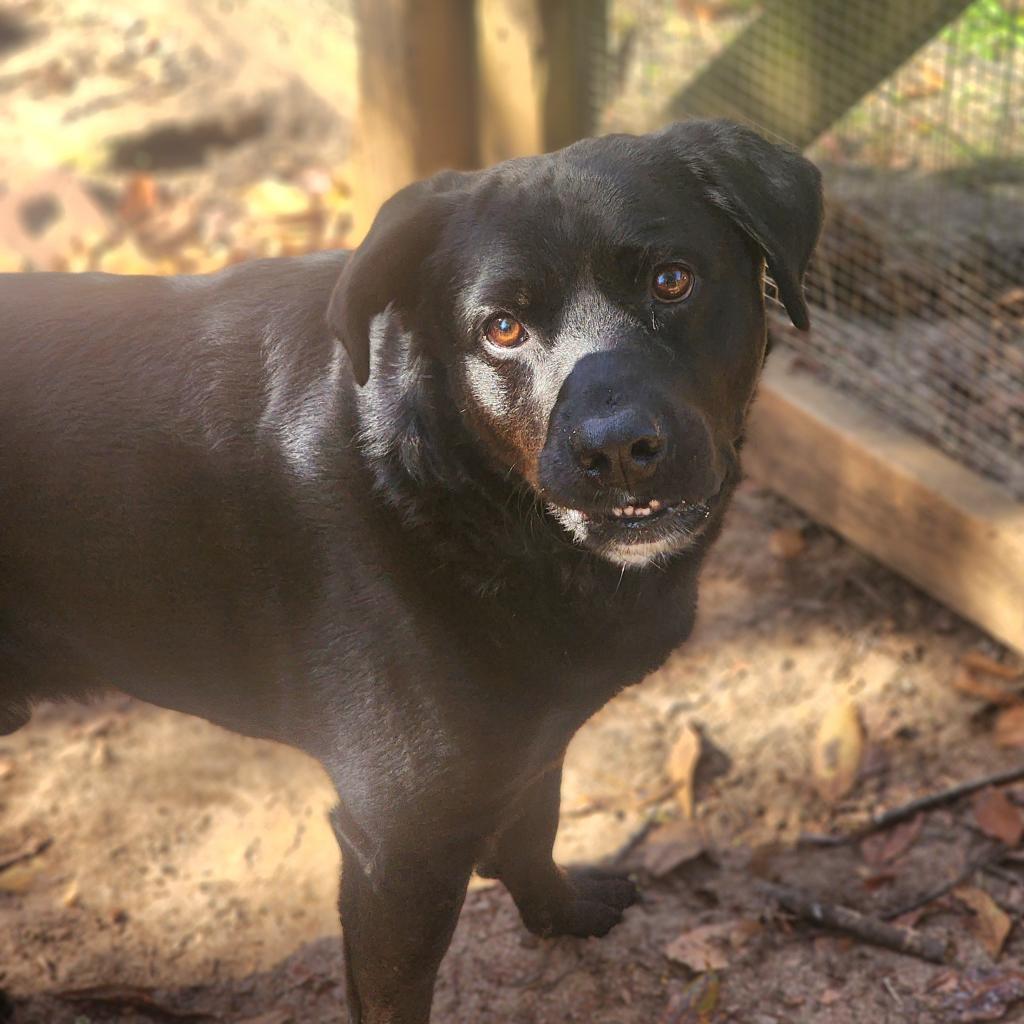 Enlarge Audie, a Adoptable mixed breed in Lexington, SC image 2/5