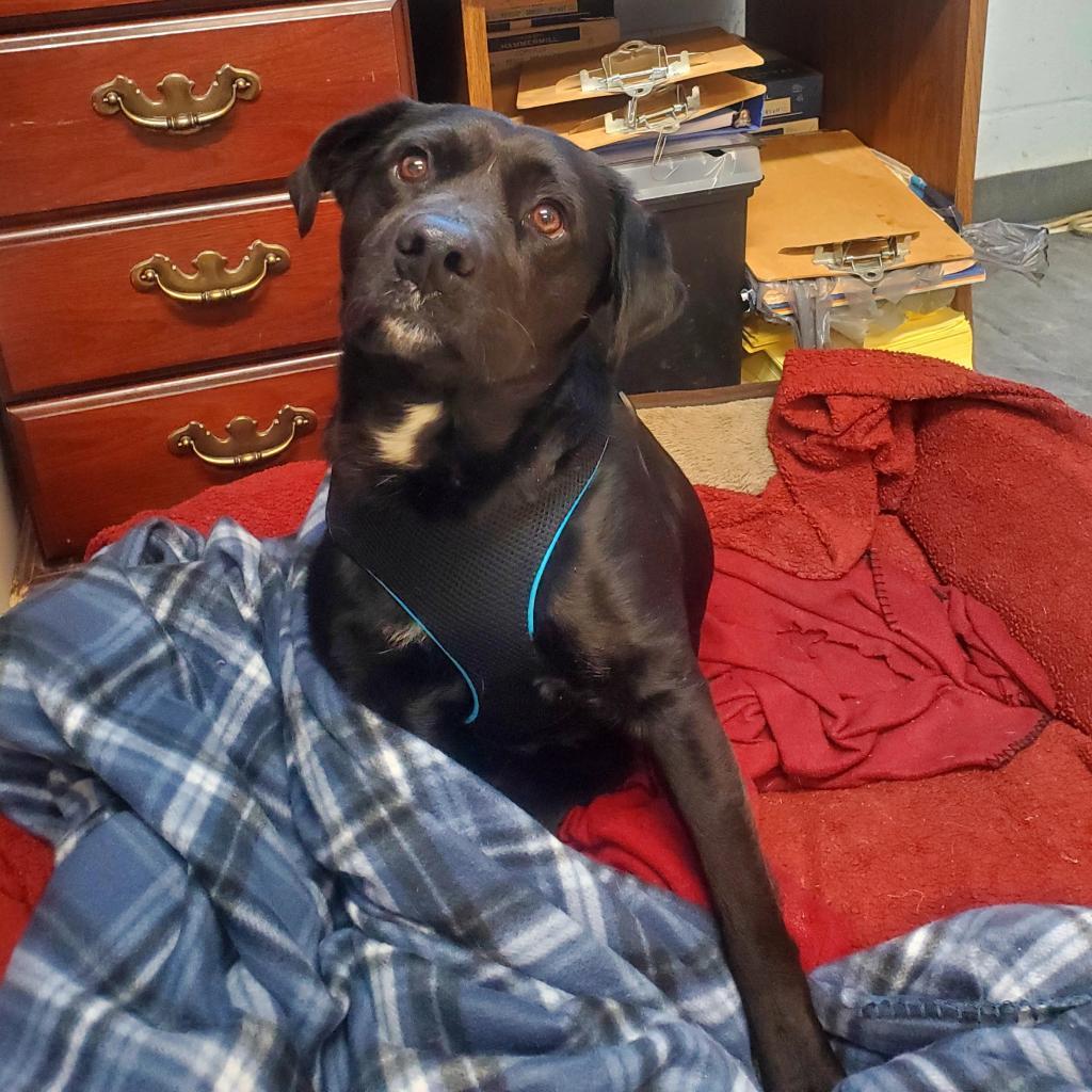 Enlarge Audie, a Adoptable mixed breed in Lexington, SC image 3/5