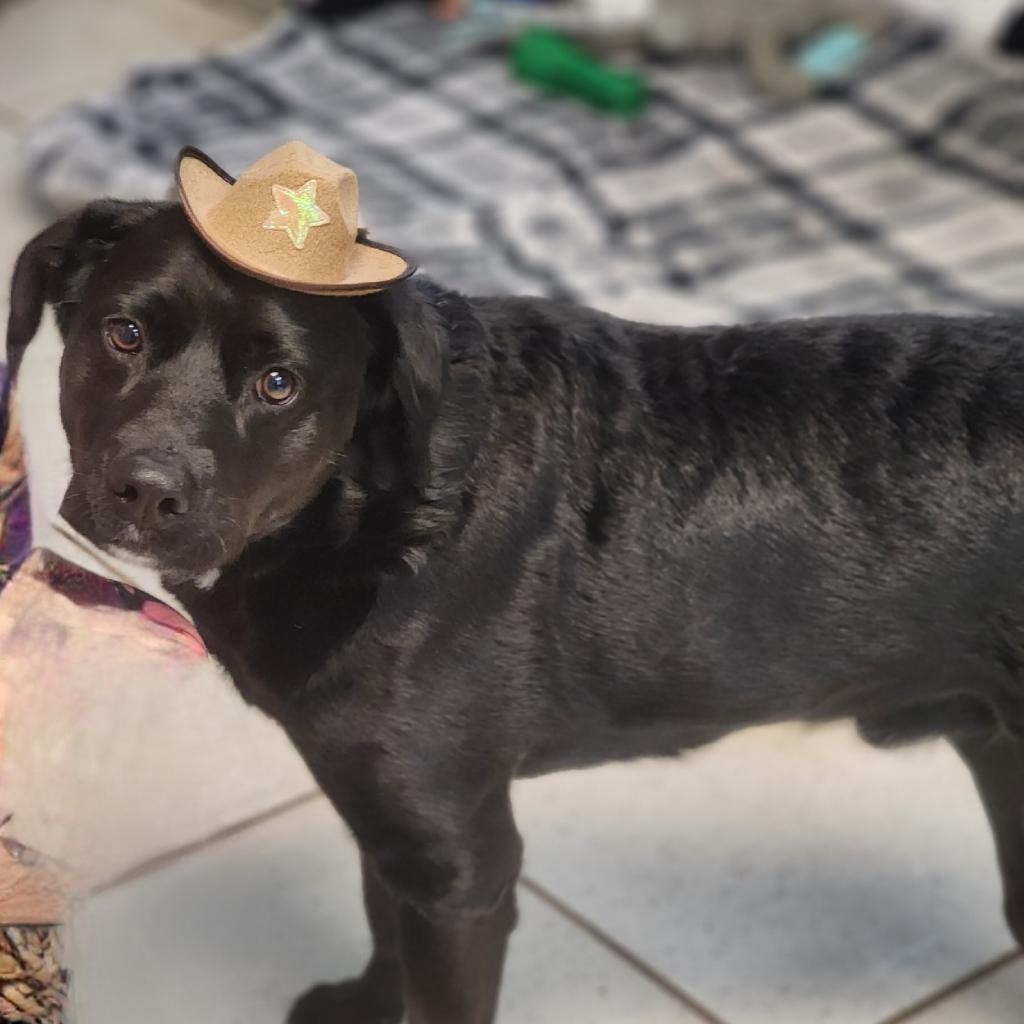 Enlarge Audie, a Adoptable mixed breed in Lexington, SC image 5/5