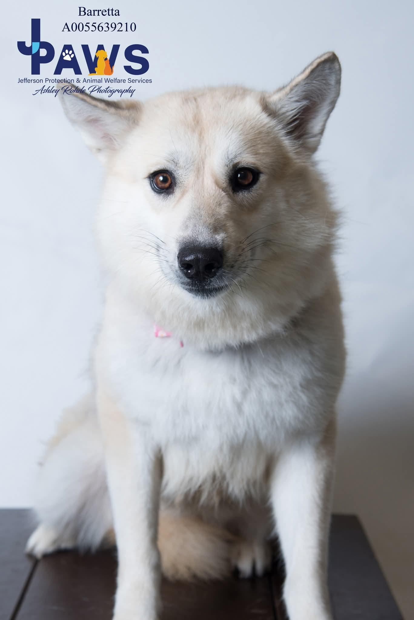 Adoption fee includes age-appropriate vaccinations spayneuter heartworm test and microchip Dog