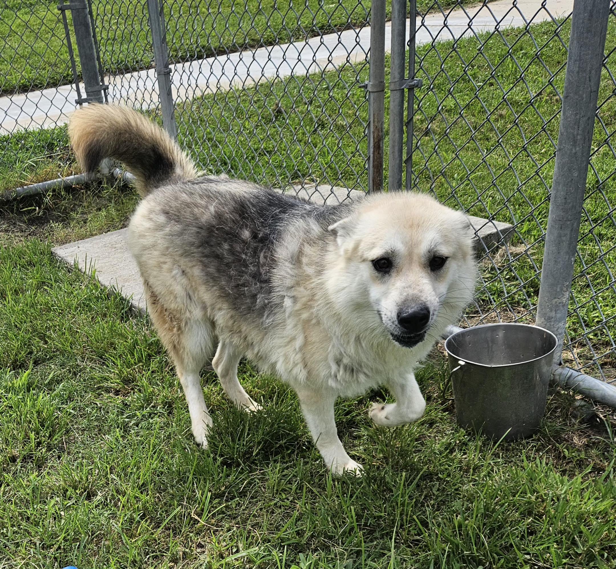Adoption fee includes age-appropriate vaccinations spayneuter heartworm test and microchip Dog