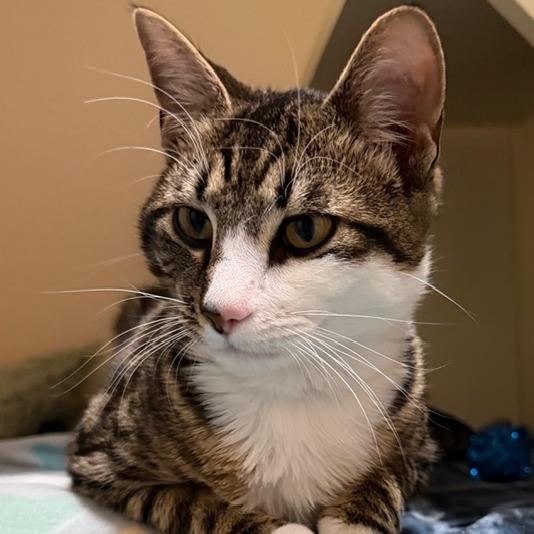 Enlarge Sweet New Year, a Adoptable Domestic Short Hair in Chesapeake, VA image 1/2