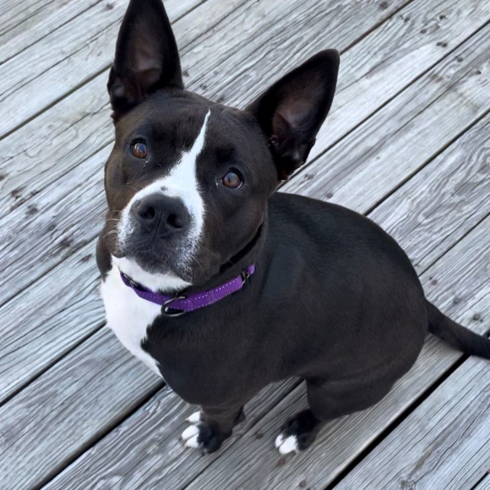 Dolce, an adoptable American Staffordshire Terrier, Boston Terrier in Cumberland, RI, 02864 | Photo Image 1