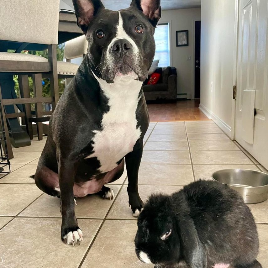 Dolce, a Adoptable mixed breed in Cumberland, RI image 3/6