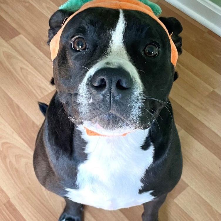 Dolce, a Adoptable mixed breed in Cumberland, RI image 4/6