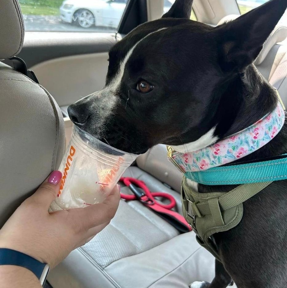 Dolce, a Adoptable mixed breed in Cumberland, RI image 5/6