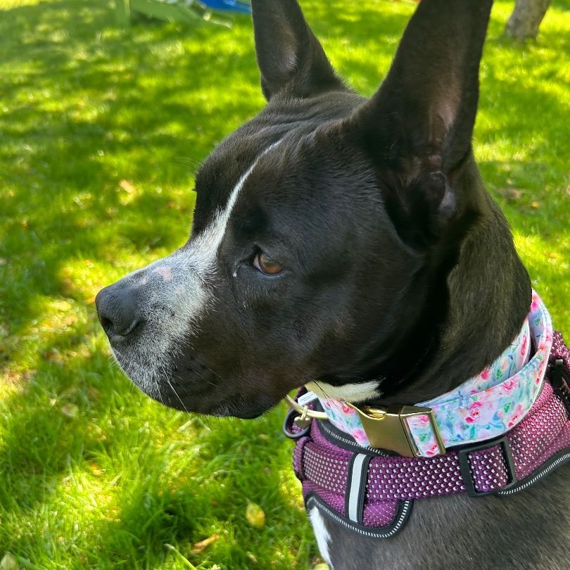 Dolce, a Adoptable mixed breed in Cumberland, RI image 6/6