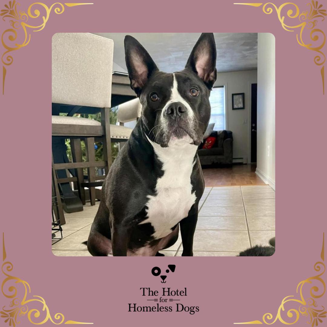 Dolce, Adoptable, Adult Female American Staffordshire Terrier & Boston Terrier.