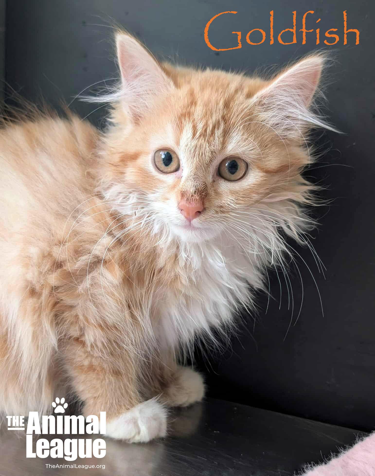 Enlarge Goldfish, a ADOPTABLE mixed breed in Clermont, FL image 2/2