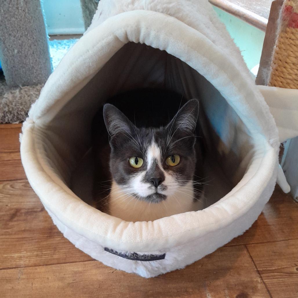Enlarge Swing, a Adoptable Domestic Short Hair in Calverton, NY image 1/2