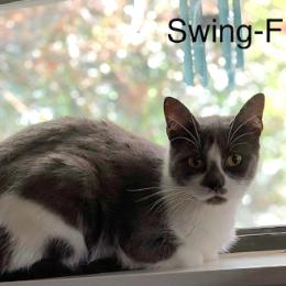 Enlarge Swing, a Adoptable Domestic Short Hair in Calverton, NY image 2/2